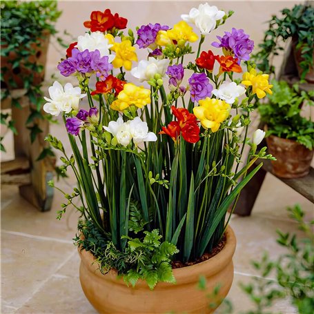 Bulbes de Freesias (50 pièces) Collection de Doubles Fleurs - Mélange de 5 Couleurs - Bulbes de Freesias Parfumés des Pays-Bas -