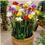 Bulbes de Freesias (50 pièces) Collection de Doubles Fleurs - Mélange de 5 Couleurs - Bulbes de Freesias Parfumés des Pays-Bas -