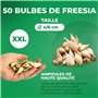 Bulbes de Freesias (50 pièces) Collection de Doubles Fleurs - Mélange de 5 Couleurs - Bulbes de Freesias Parfumés des Pays-Bas -