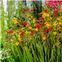 5 variétés