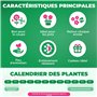 Amaryllis Cherry Nymph bulbe, 1 pièce grand format 26/30, Exclusif, bulbes, plantes et fleurs de Hollande, Véritables Hippeastru