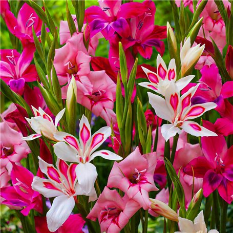 Glaïeuls Botanique Nanus Mix collection