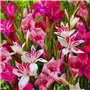 Glaïeuls Botanique Nanus Mix collection