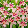 mélange de bulbes de fleurs pour jardin et pots