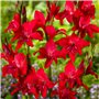 Glaïeuls Botanique Nanus Mix collection, 50 bulbes, mélange de bulbes de fleurs pour jardin et pots, mélange de 7 couleurs et va