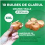 Glaïeuls Rose, 10 bulbes de Hollande, de vrais grands glaïeuls pour le jardin et les pots (sans graines, non artificiels et rust