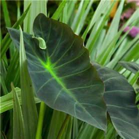 Plante Colocasia Esculenta
