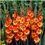 Glaïeuls Princes Margaret Rose - 10 bulbes de Hollande - véritables grands glaïeuls pour le jardin et les pots (Pas de graines