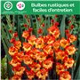 Glaïeuls Princes Margaret Rose - 10 bulbes de Hollande - véritables grands glaïeuls pour le jardin et les pots (Pas de graines, 