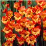 Glaïeuls Princes Margaret Rose - 10 bulbes de Hollande - véritables grands glaïeuls pour le jardin et les pots (Pas de graines, 