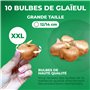 Glaïeuls Princes Margaret Rose - 10 bulbes de Hollande - véritables grands glaïeuls pour le jardin et les pots (Pas de graines, 