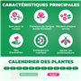 Glaïeuls Princes Margaret Rose - 10 bulbes de Hollande - véritables grands glaïeuls pour le jardin et les pots (Pas de graines, 