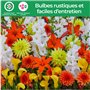 Fleurs d'été bulbes Fire Work Collection - 25 pièces - Glaïeuls/Lys/Dahlias/Calla - vivaces mélange de bulbes - Qualité Néerland