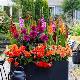 Fleurs d'été bulbeuses Collection Colorful Сontainer - 25 pièces - Glaïeuls/Dahlias/Begonias/Crocosmia - vivace mélange de bulbe