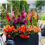 Fleurs d'été bulbeuses Collection Colorful Сontainer - 25 pièces - Glaïeuls/Dahlias/Begonias/Crocosmia - vivace mélange de bulbe