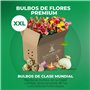 Fleurs d'été bulbeuses Collection Colorful Сontainer - 25 pièces - Glaïeuls/Dahlias/Begonias/Crocosmia - vivace mélange de bulbe