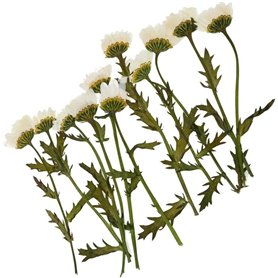 Fleurs pressées