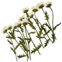 Fleurs pressées