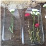 Fleurs pressées, ensemble de fleurs séchées, décors floraux, 10 pièces de fleurs pressées, belles collections de fleurs séchées,