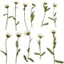 Fleurs pressées, ensemble de fleurs séchées, décors floraux, 10 pièces de fleurs pressées, belles collections de fleurs séchées,