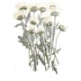 décors floraux