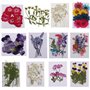 10 pièces de fleurs pressées