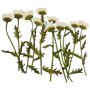 marguerite