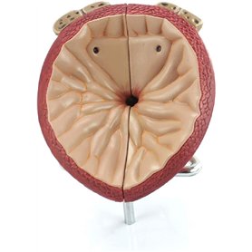 Modèle d'organe humain