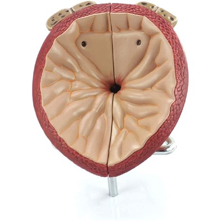 Modèle d'organe humain