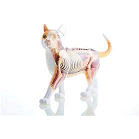Modèle d'anatomie de chat 4D Vision