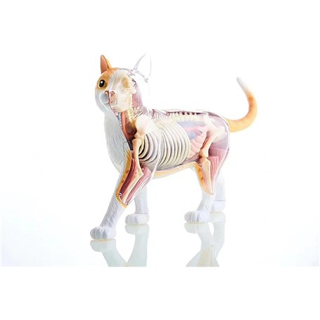 Modèle d'anatomie de chat 4D Vision