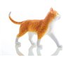 Modèle d'anatomie de chat 4D Vision, kit de modèle de squelette de chat orange, 28 organes et parties du corps détachables, form