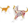 Modèle d'anatomie de chat 4D Vision, kit de modèle de squelette de chat orange, 28 organes et parties du corps détachables, form