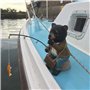 Collection bassin. Bernie Bear