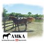 Reitsport Amesbichler AMKA Housse de selle Western Vert poney pour poney 66 x 66 cm