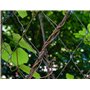 MUSLONG Lot de pinces à sertir pour câble métallique + 50 m de câble métallique en acier inoxydable de 1,5 mm avec 200 manchons 