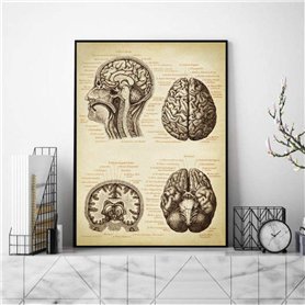 BINGJIACAI Impression médicale Cerveau Tête humaine Anatomie Vintage Illustration Poster Neurologie Toile Peinture Art Mural Pho