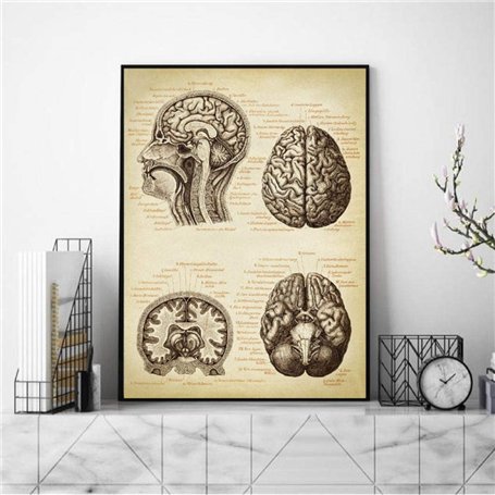 BINGJIACAI Impression médicale Cerveau Tête humaine Anatomie Vintage Illustration Poster Neurologie Toile Peinture Art Mural Pho