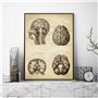 BINGJIACAI Impression médicale Cerveau Tête humaine Anatomie Vintage Illustration Poster Neurologie Toile Peinture Art Mural Pho