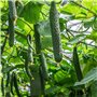 30 m de bande Velcro pour plantes 10 mm - Refermable - Serre-câbles Velcro - Rouleau d'aide à l'escalade pour plantes - Vert
