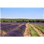Fleur de Lavande 1 Kilo - Provence - Direct Producteur - France - pour Armoire, Linge et Placard – Lavande séchée naturellement,