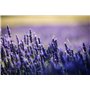 Fleur de Lavande 1 Kilo - Provence - Direct Producteur - France - pour Armoire, Linge et Placard – Lavande séchée naturellement,