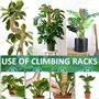 NCKIHRKK Lot de 4 Tuteur Plante, 70cm Tuteur Monstera Pliable, Grimpante sur Piquet de Plante de Fibre de Coco, Tuteur Sphaigne 