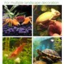 SpringSmart Cachette d'aquarium pour animaux de compagnie aquatiques pour se reproduire, jouer et se reposer, ornements en céram