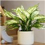 hygromètre de plantes