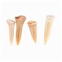 ANCLLO Lot de 5 spécimens naturels de dents de requin fossiles pour l'éducation et la décoration de la maison