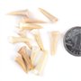 ANCLLO Lot de 5 spécimens naturels de dents de requin fossiles pour l'éducation et la décoration de la maison