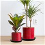 2 soucoupes pour pot de fleurs de tailles mixtes