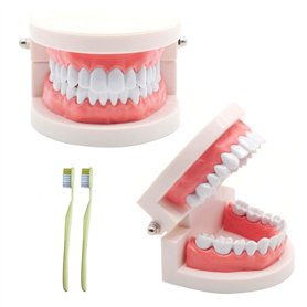 Lot de 2 modèles dentaires avec 2 brosses à dents - Modèle dentaire pour enfants - Modèle dentaire - En PVC - Pour les cours den