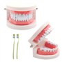 Lot de 2 modèles dentaires avec 2 brosses à dents - Modèle dentaire pour enfants - Modèle dentaire - En PVC - Pour les cours den